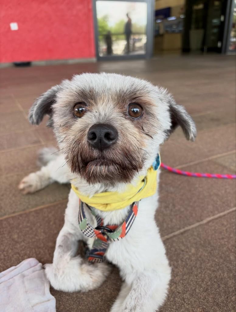 Juninho, cachorro de porte pequeno para adoção em Americana - SP