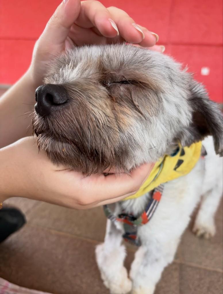 Juninho, cachorro de porte pequeno para adoção em Americana - SP — foto 2 de 4