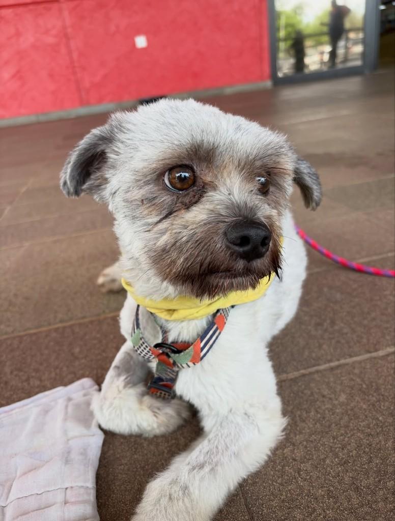 Juninho, cachorro de porte pequeno para adoção em Americana - SP — foto 3 de 4