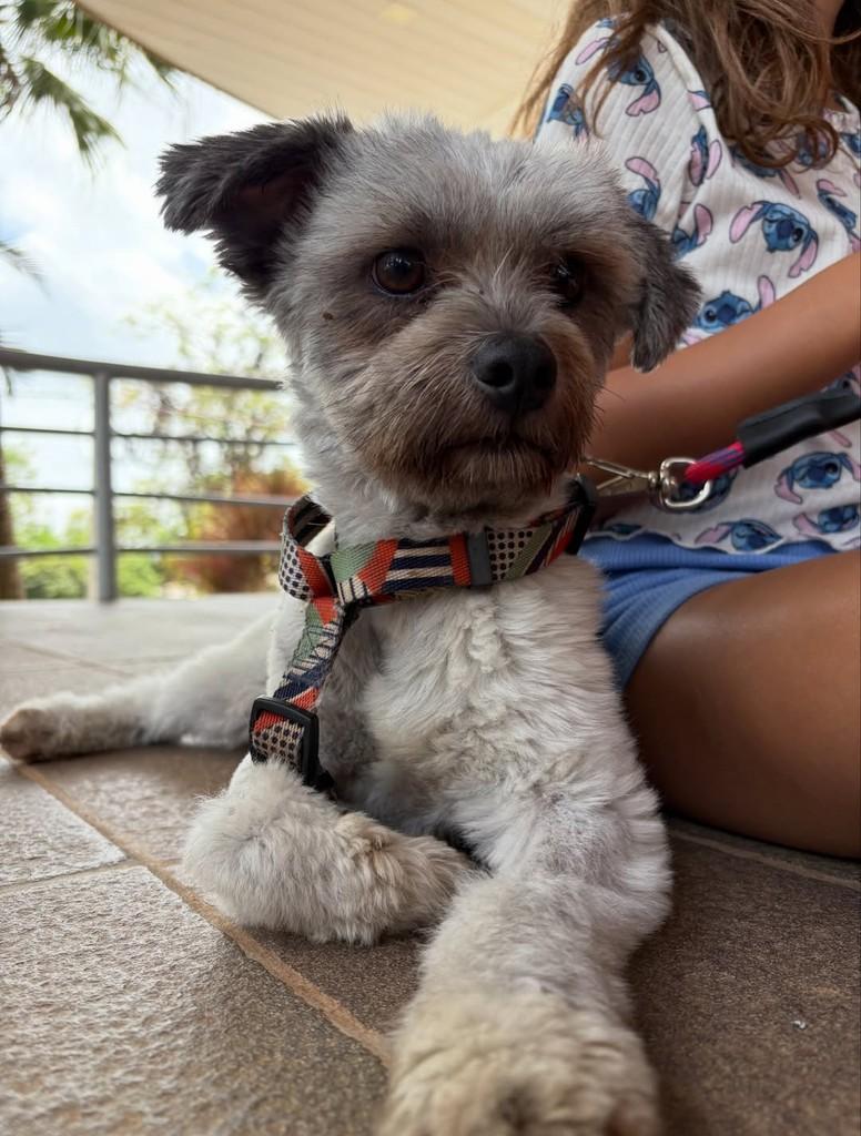 Juninho, cachorro de porte pequeno para adoção em Americana - SP — foto 4 de 4