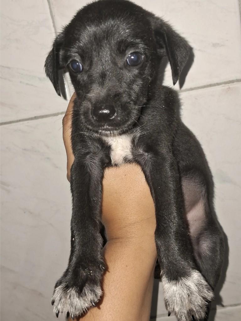Princesa, cadela de porte médio para adoção em Socorro - SP