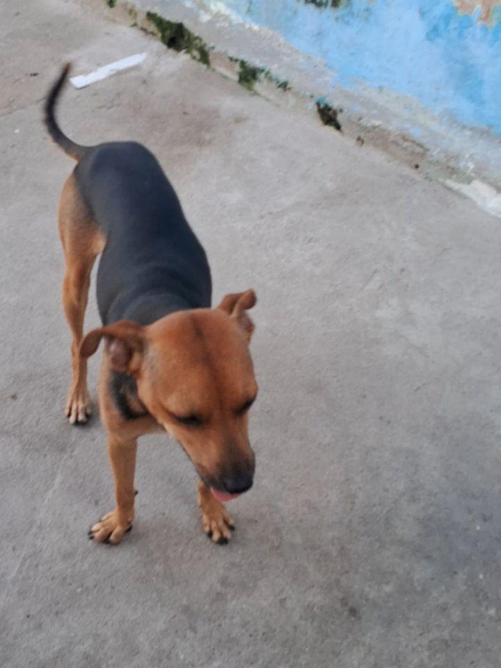 Pitoco, cachorro de porte pequeno para adoção em Socorro - SP