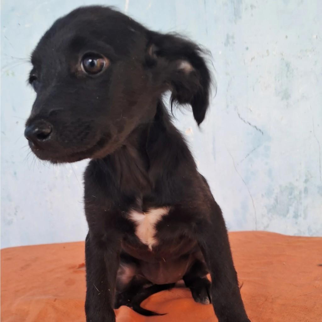 Peludinha, cadela de porte médio para adoção em Socorro - SP
