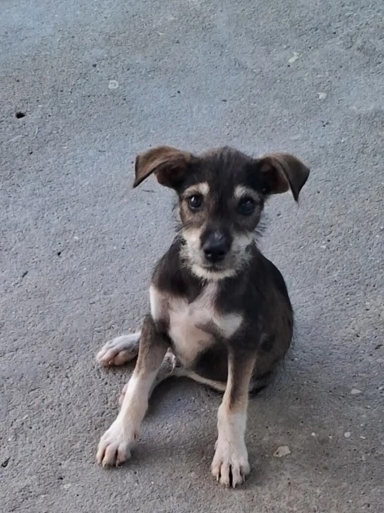 Fiapinho, cachorro de porte médio para adoção em Socorro - SP