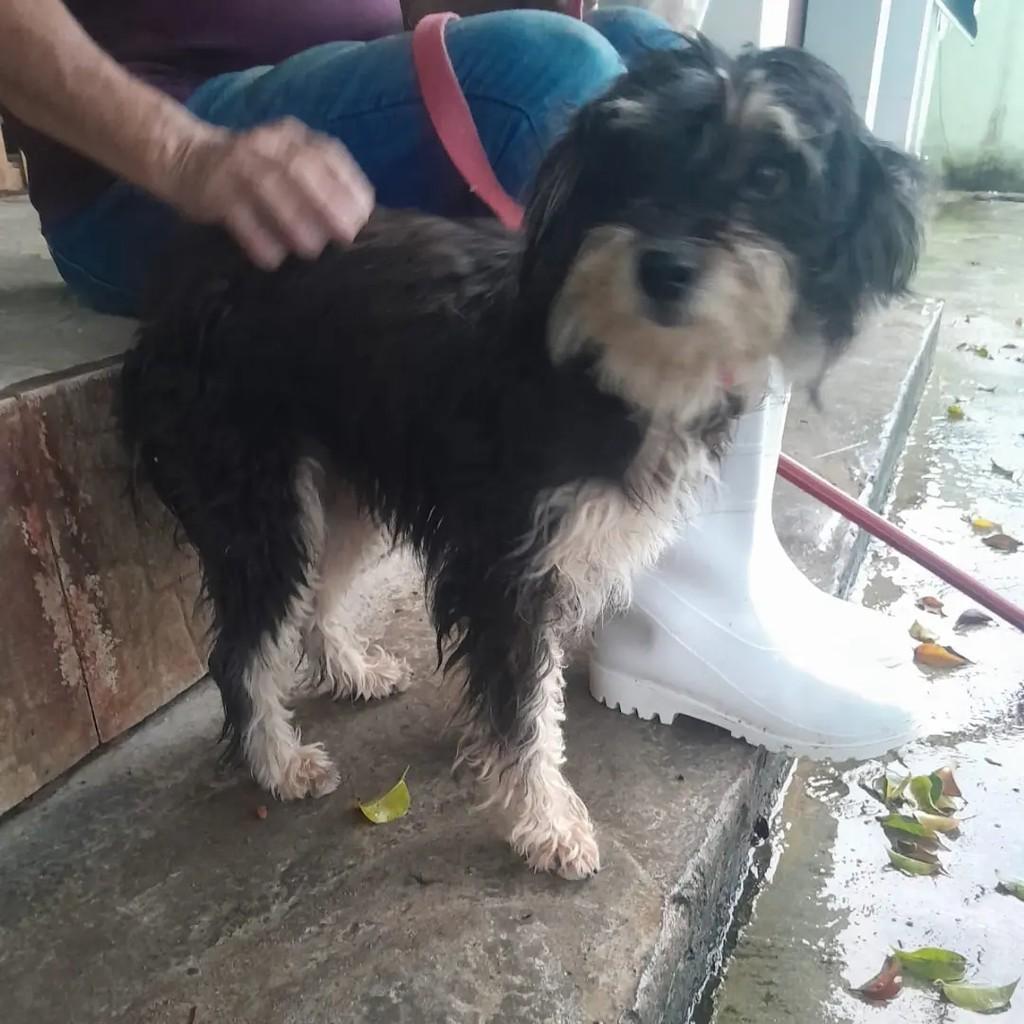 Mocinha, cachorro de porte pequeno para adoção em Socorro - SP