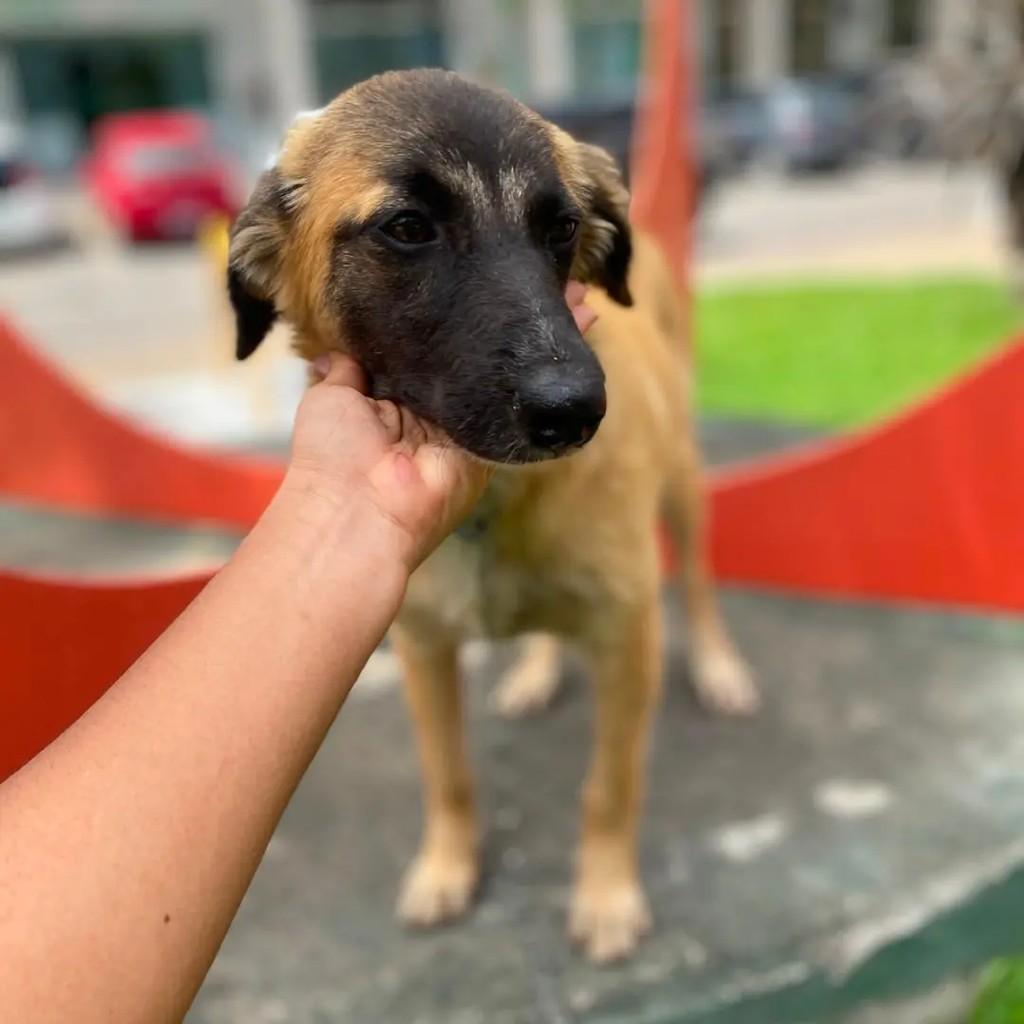 Princesinha, cachorro de porte pequeno para adoção em Aracaju - SE