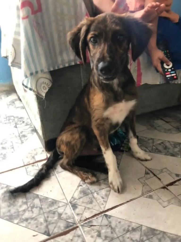 Chico, cachorro de porte pequeno para adoção em Socorro - SP
