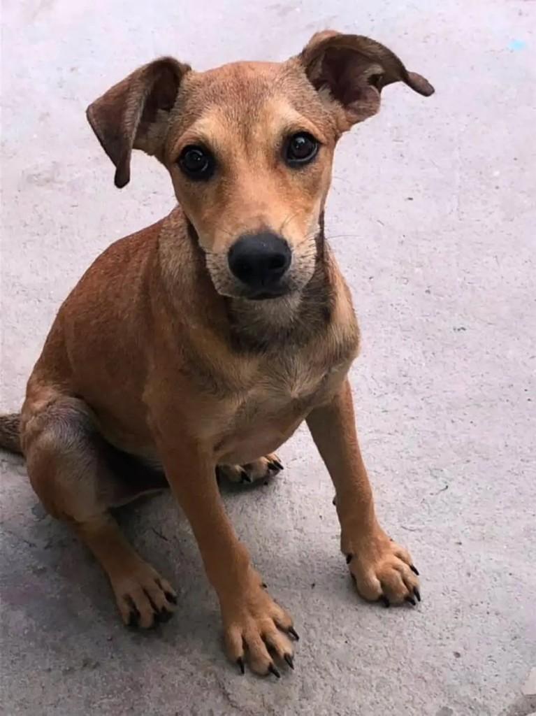 Nick, cachorro de porte médio para adoção em Socorro - SP
