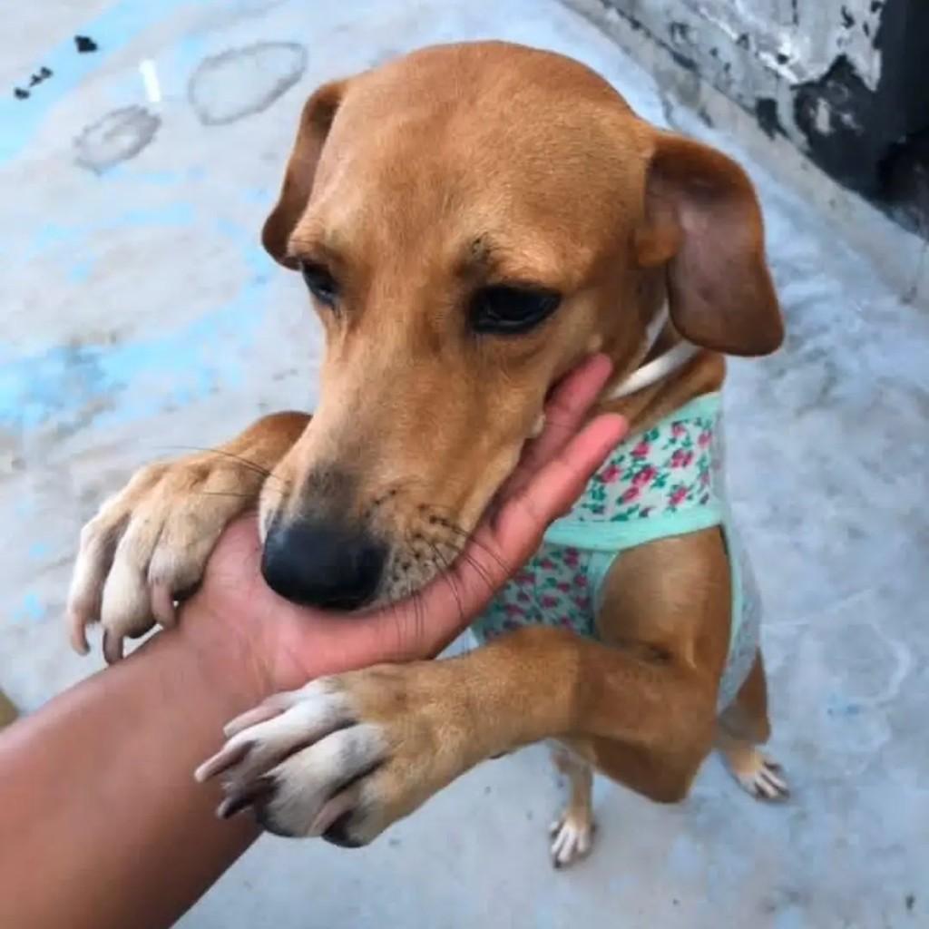 Milena, cadela de porte médio para adoção em Socorro - SP