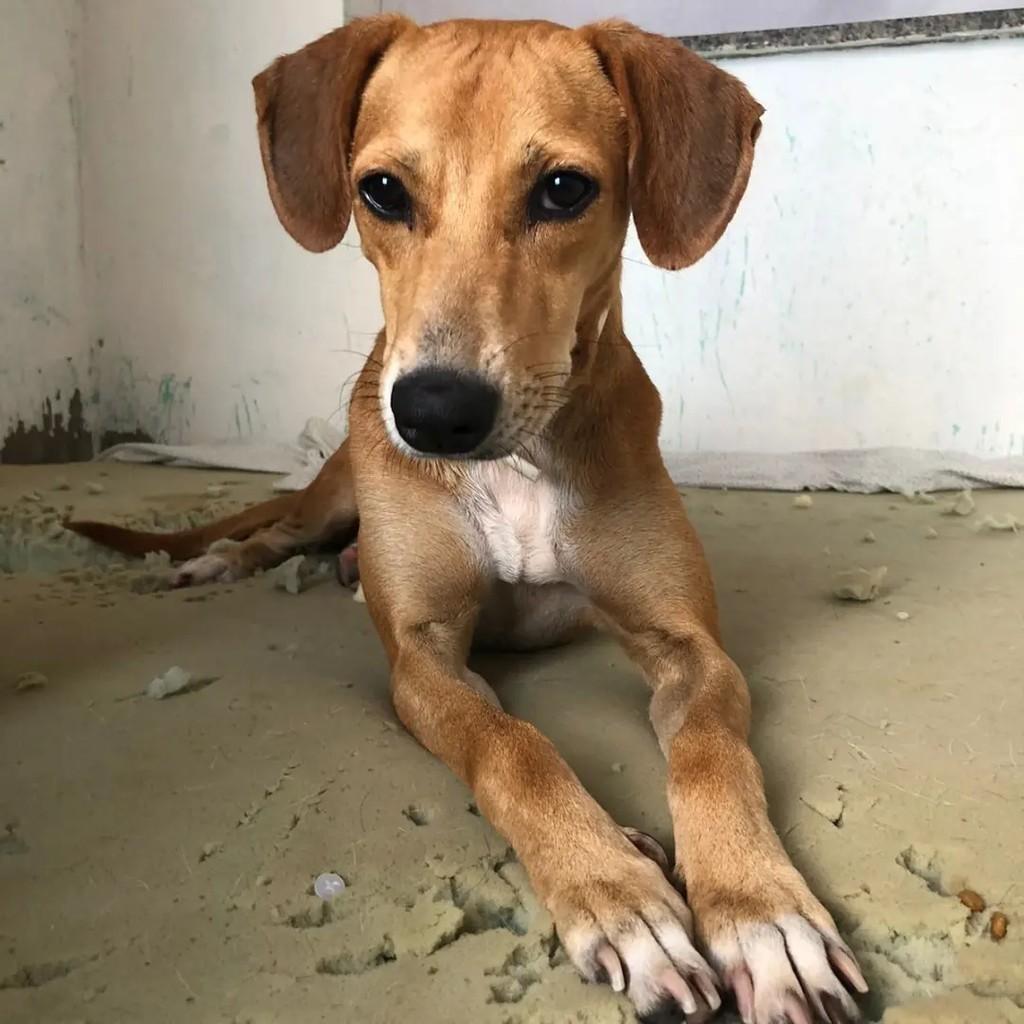Milena, cadela de porte médio para adoção em Socorro - SP — foto 2 de 3