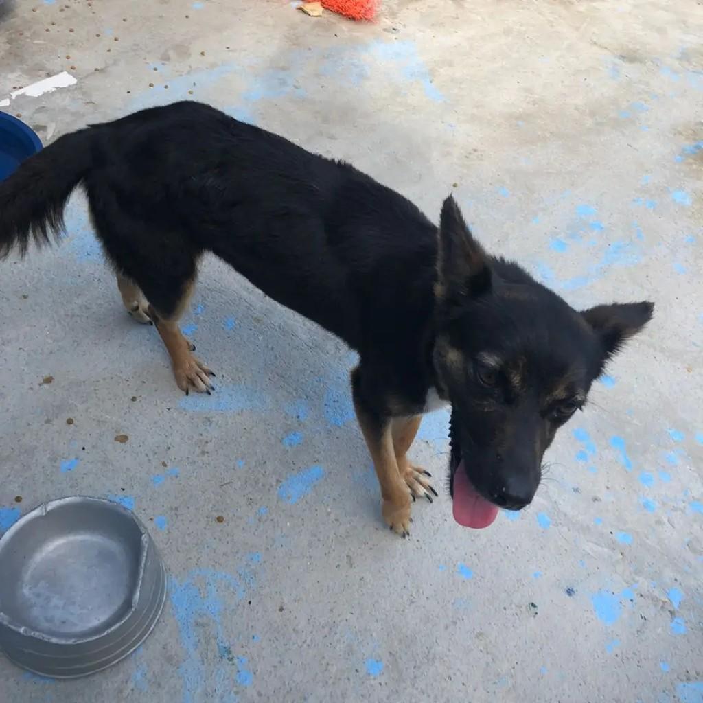 Lua, cadela de porte pequeno para adoção em Socorro - SP