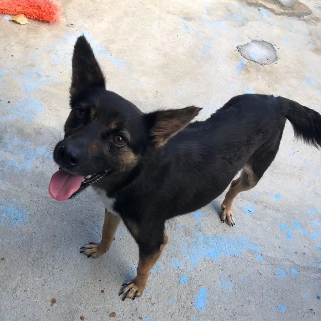 Lua, cadela de porte pequeno para adoção em Socorro - SP — foto 2 de 5