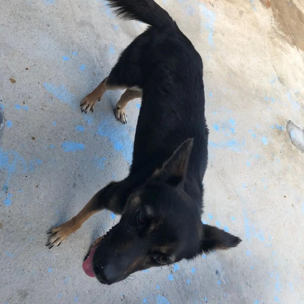 Lua, cadela de porte pequeno para adoção em Socorro - SP — foto 3 de 5
