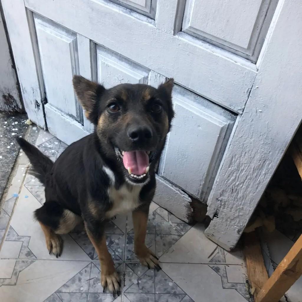 Lua, cadela de porte pequeno para adoção em Socorro - SP — foto 4 de 5