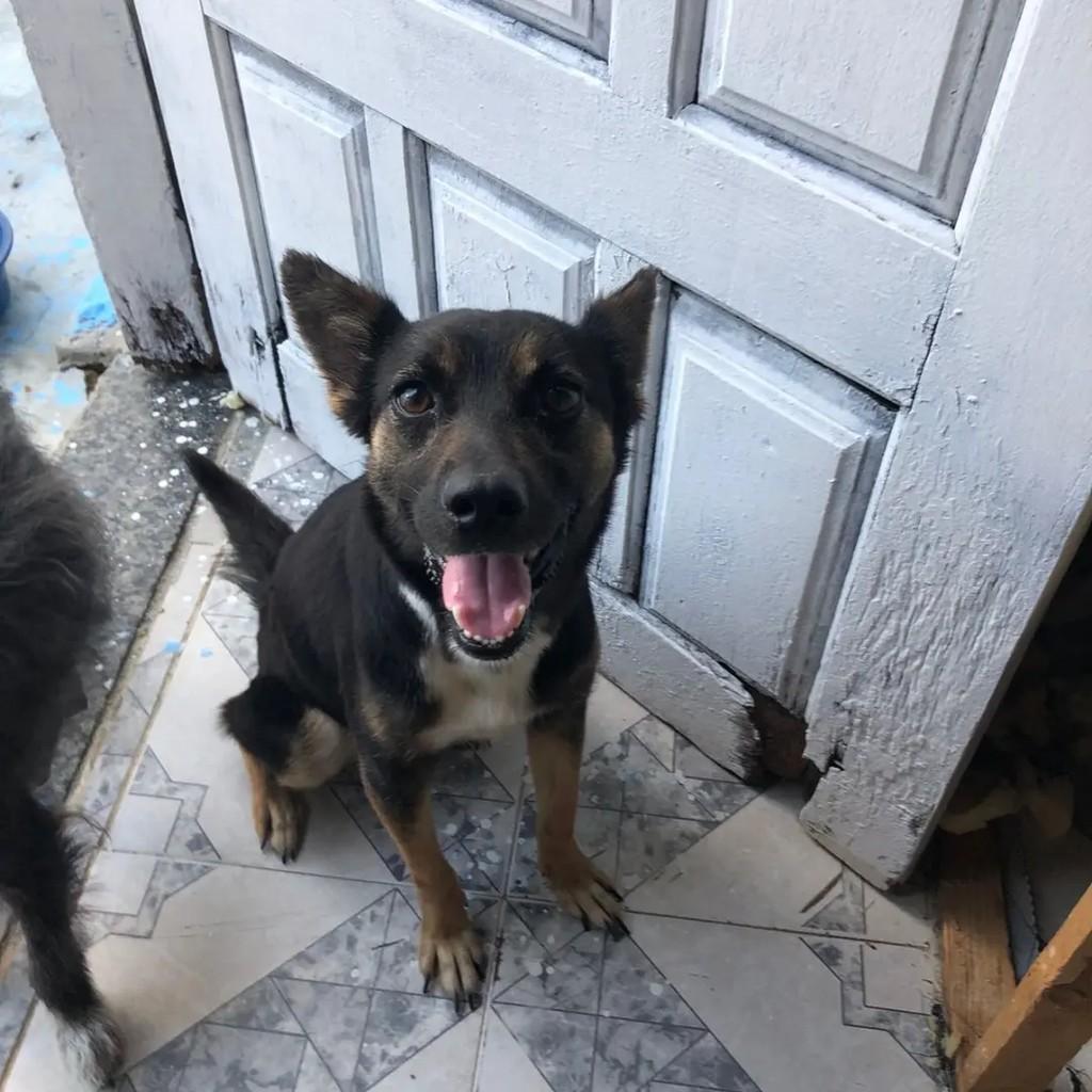 Lua, cadela de porte pequeno para adoção em Socorro - SP — foto 5 de 5