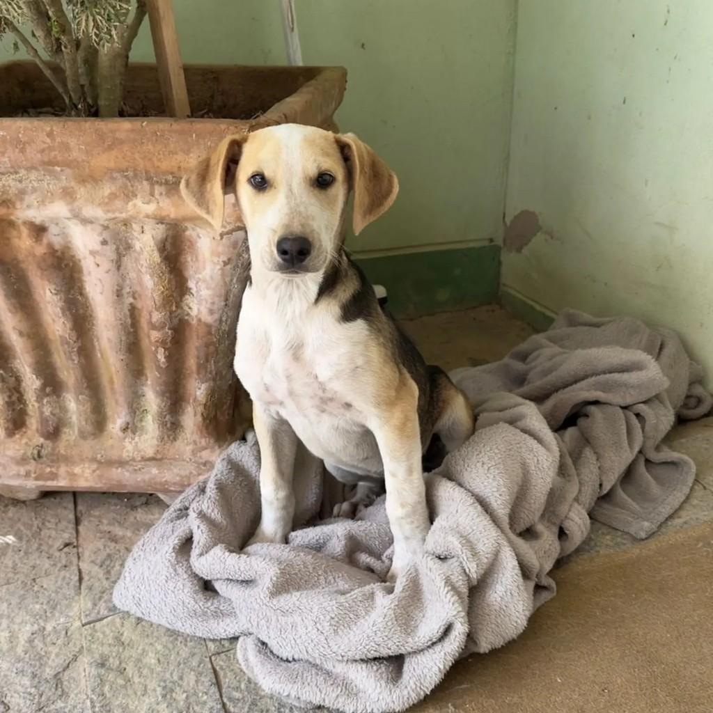 Filhotão, cachorro de porte pequeno para adoção em Timbó - SC