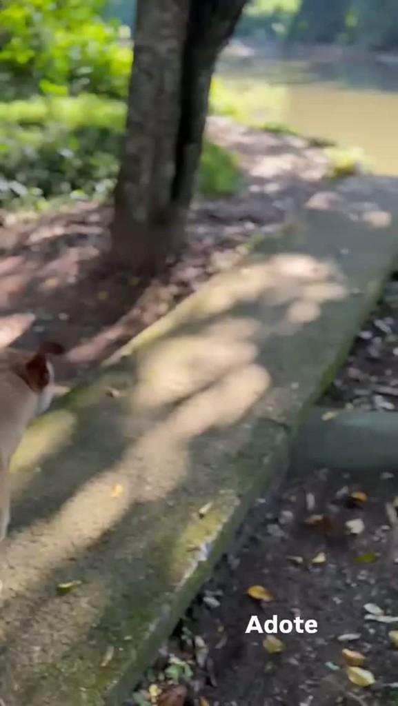 Caramelo, cachorro de porte pequeno para adoção em Timbó - SC