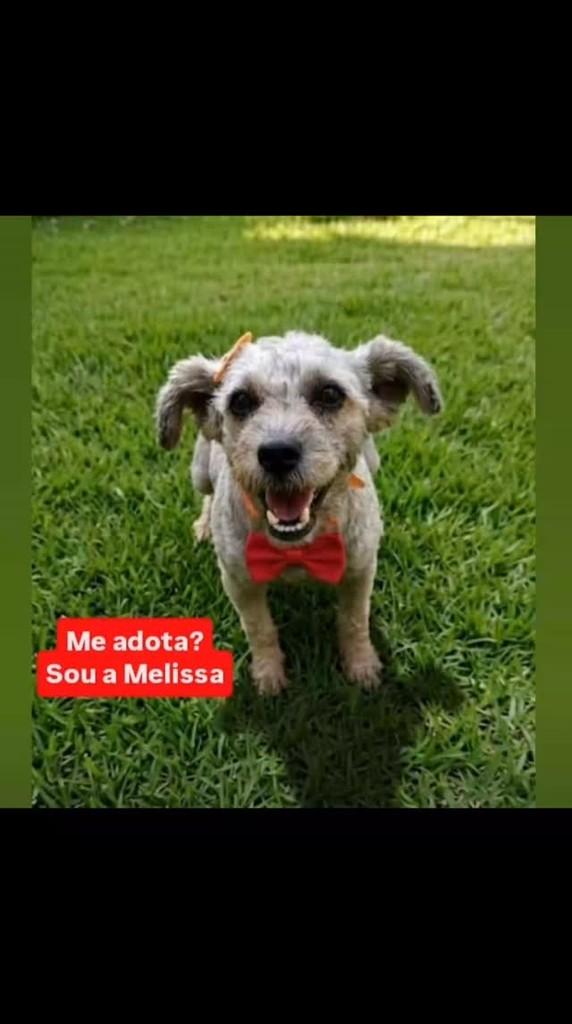 Lindinha, cachorro de porte pequeno para adoção em São Paulo - SP