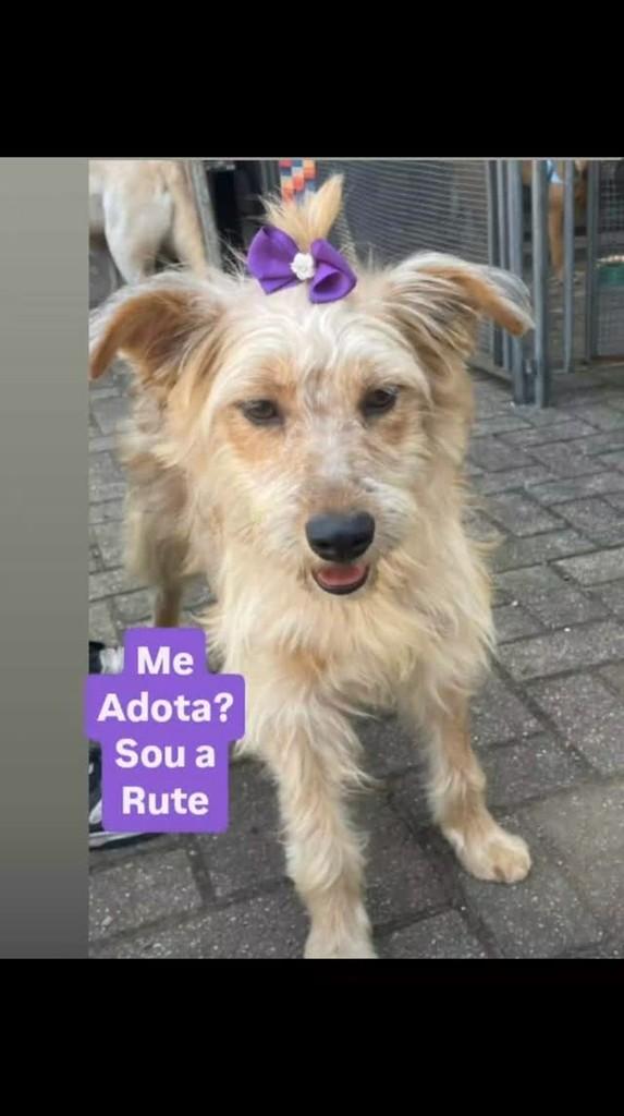 Rute, cadela de porte grande para adoção em São Paulo - SP