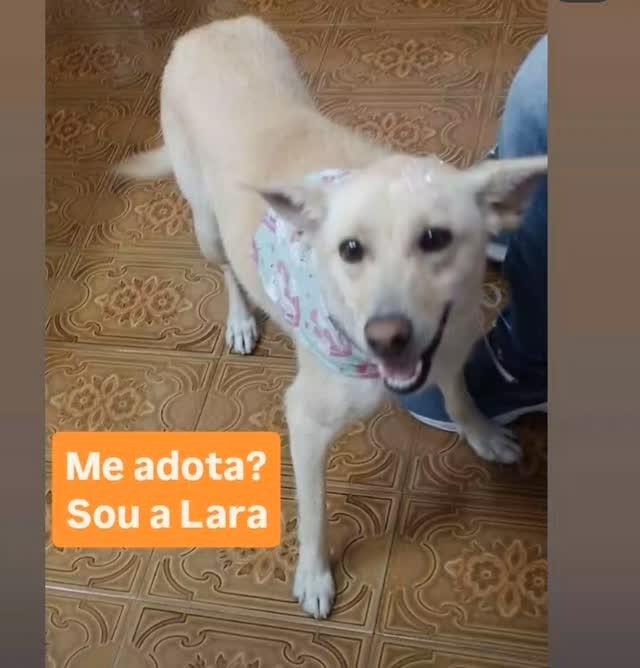 Lara, cachorro de porte grande para adoção em São Paulo - SP