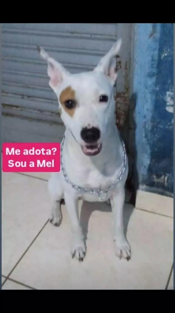 Mel, cachorro de porte pequeno para adoção em São Paulo - SP