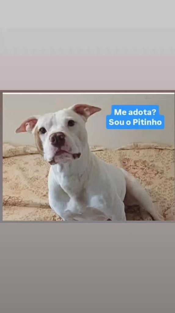 Pitinho, cachorro de porte médio para adoção em São Paulo - SP