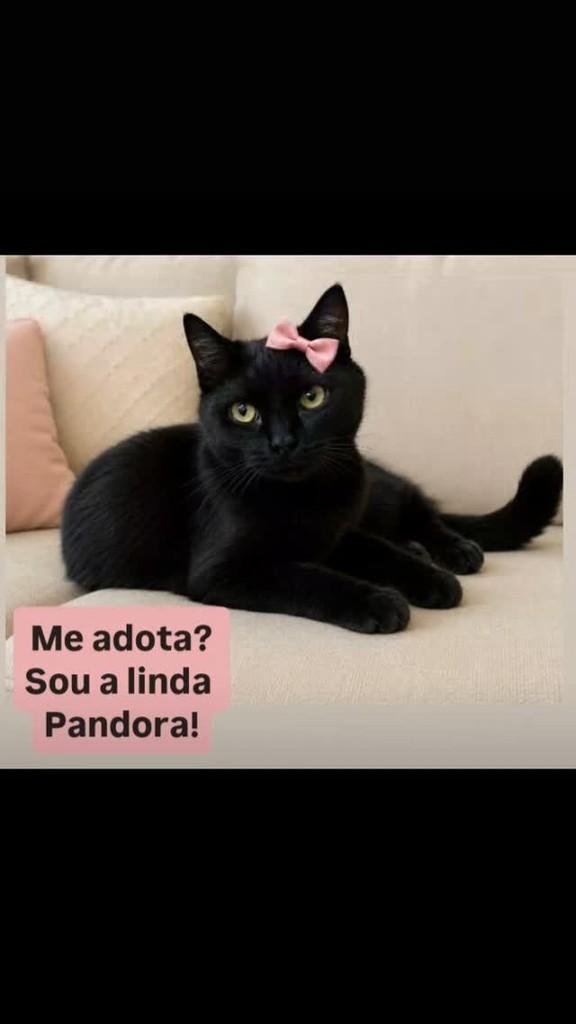 Pandora, gata de porte pequeno para adoção em São Paulo - SP