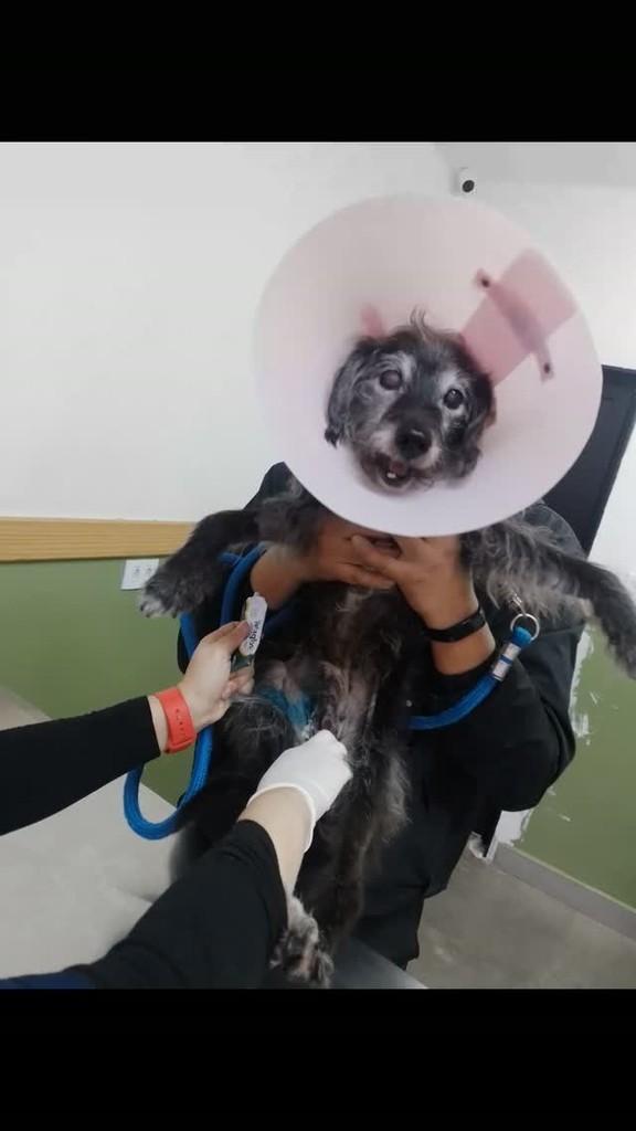 Fofinho, cachorro de porte médio para adoção em São Paulo - SP