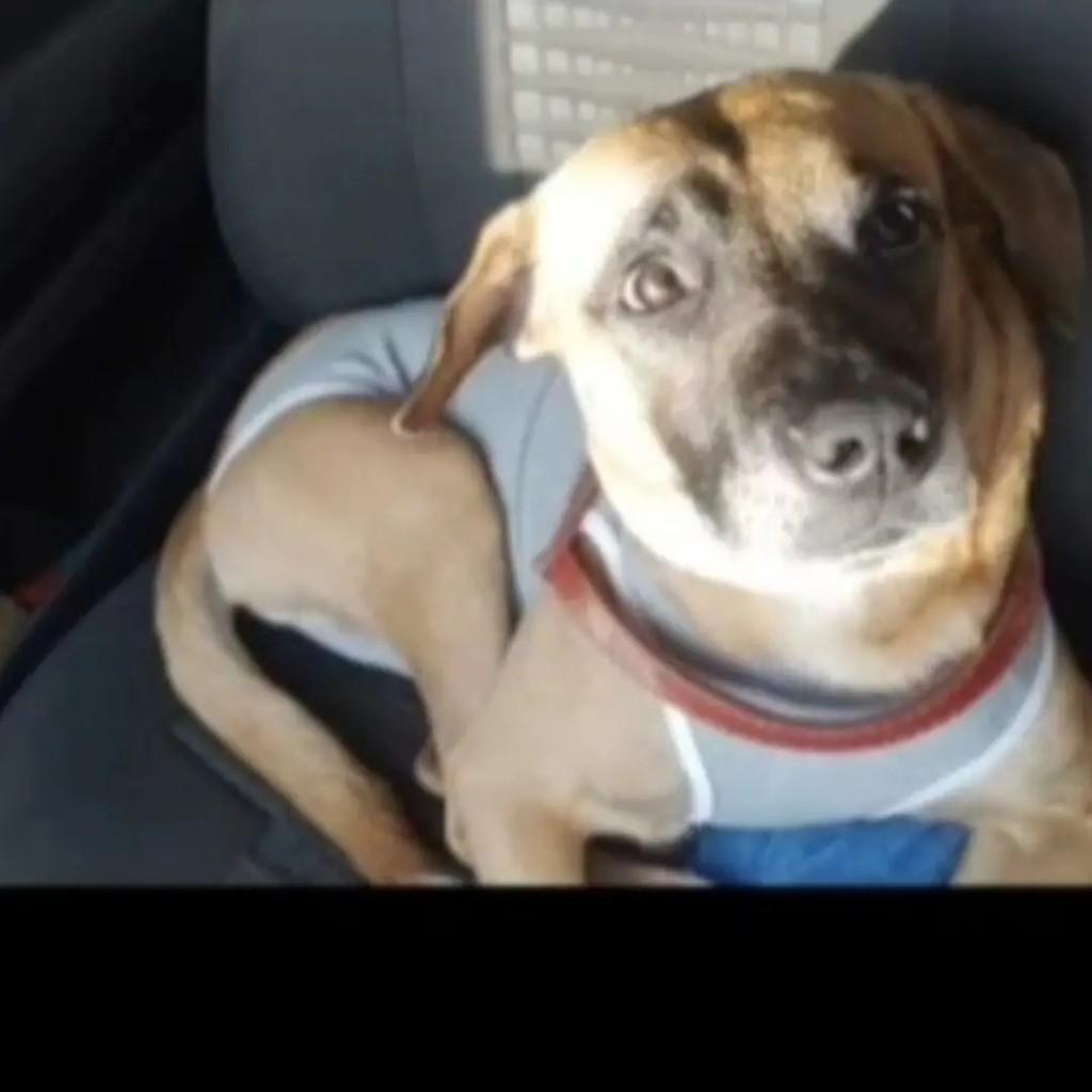 Bonito, cachorro de porte pequeno para adoção em São Paulo - SP
