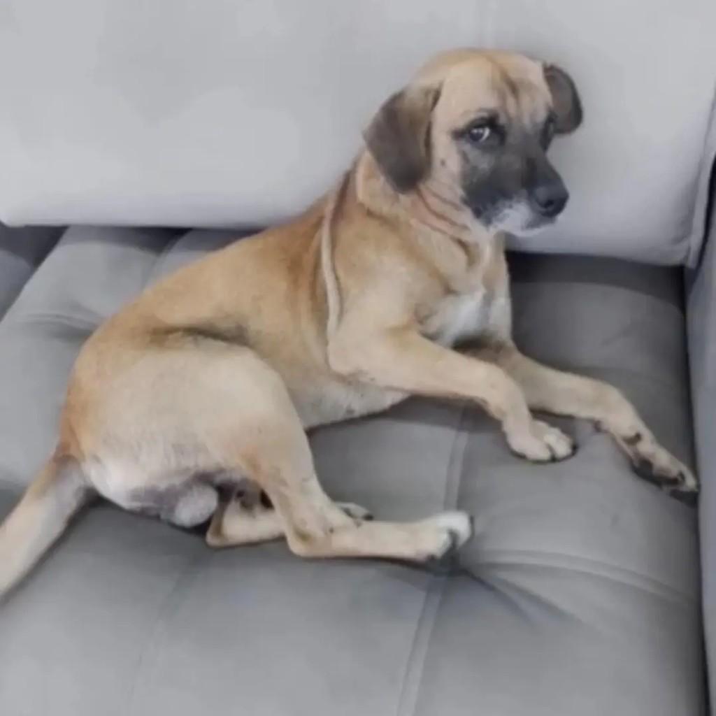 Bonito, cachorro de porte pequeno para adoção em São Paulo - SP — foto 2 de 2