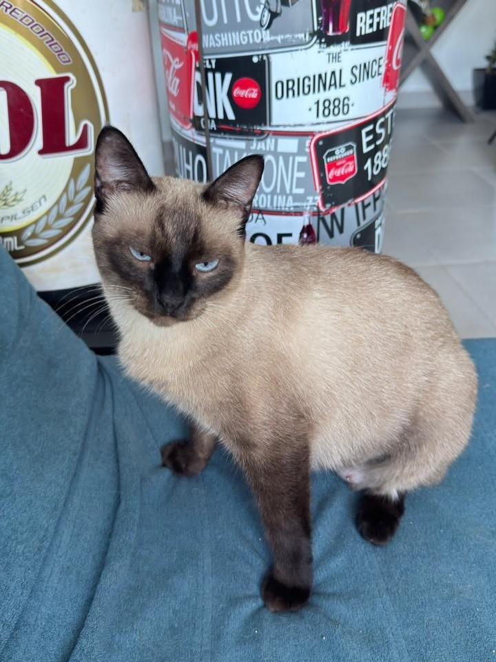 Princesinha, gato para adoção em Ribeirão Preto - SP