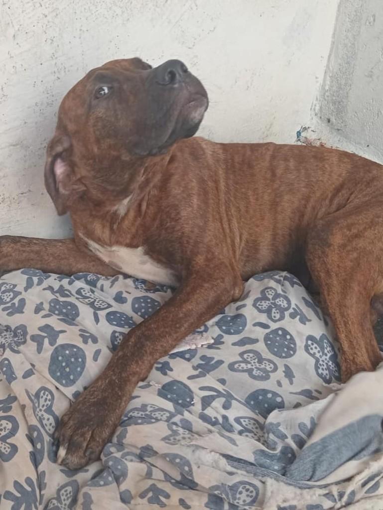 Roque, cachorro de porte pequeno para adoção em Ribeirão Preto - SP