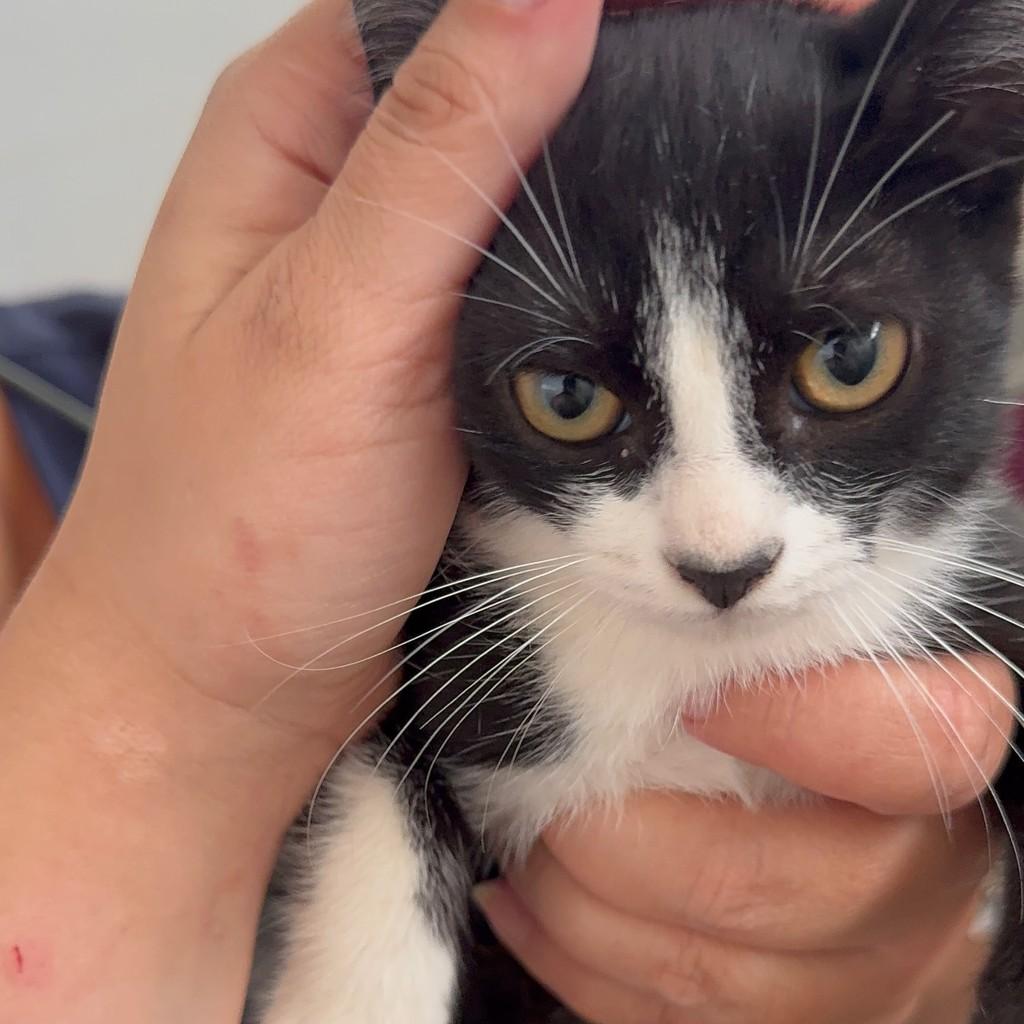 Nenê, gato para adoção em Ribeirão Preto - SP