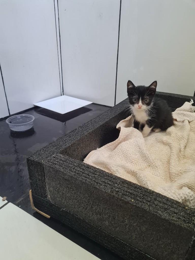 Frajolinha, gata de porte pequeno para adoção em Ribeirão Preto - SP