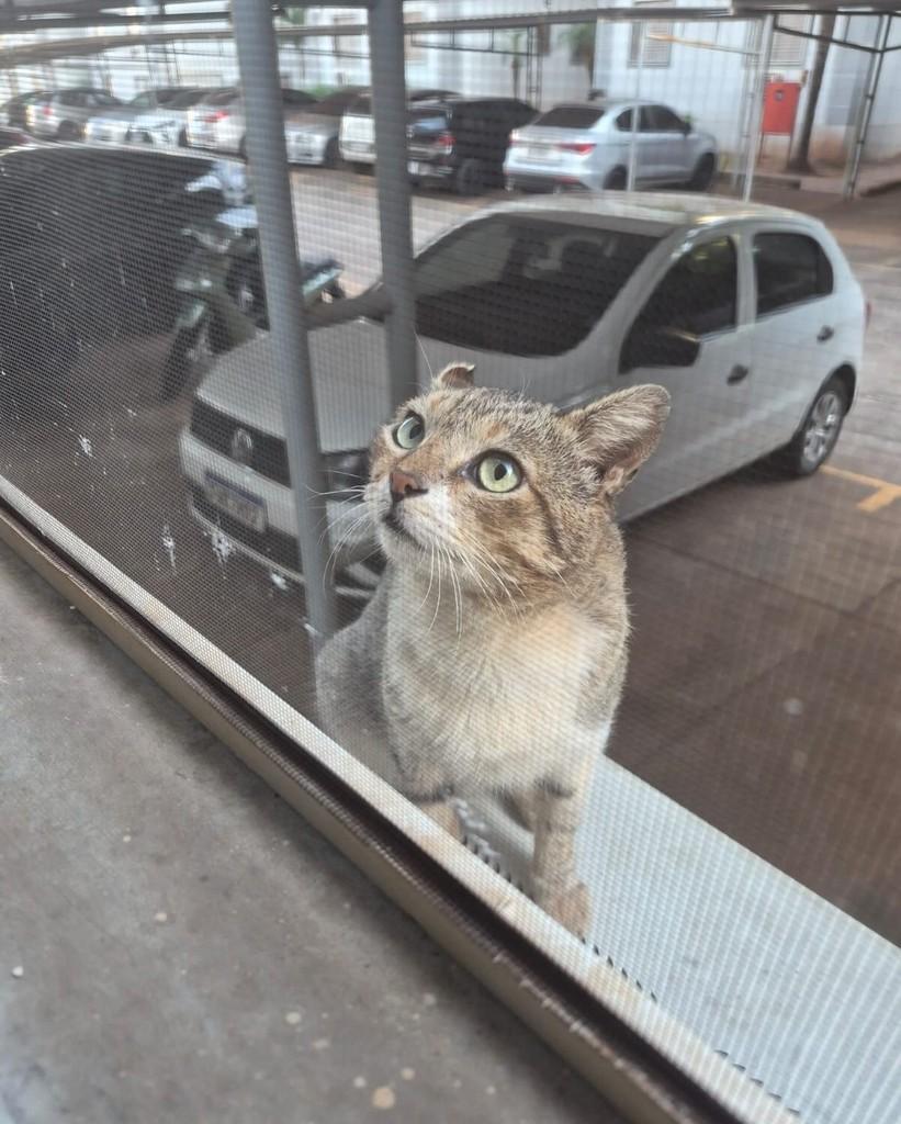 Heros, gato de porte pequeno para adoção em Ribeirão Preto - SP