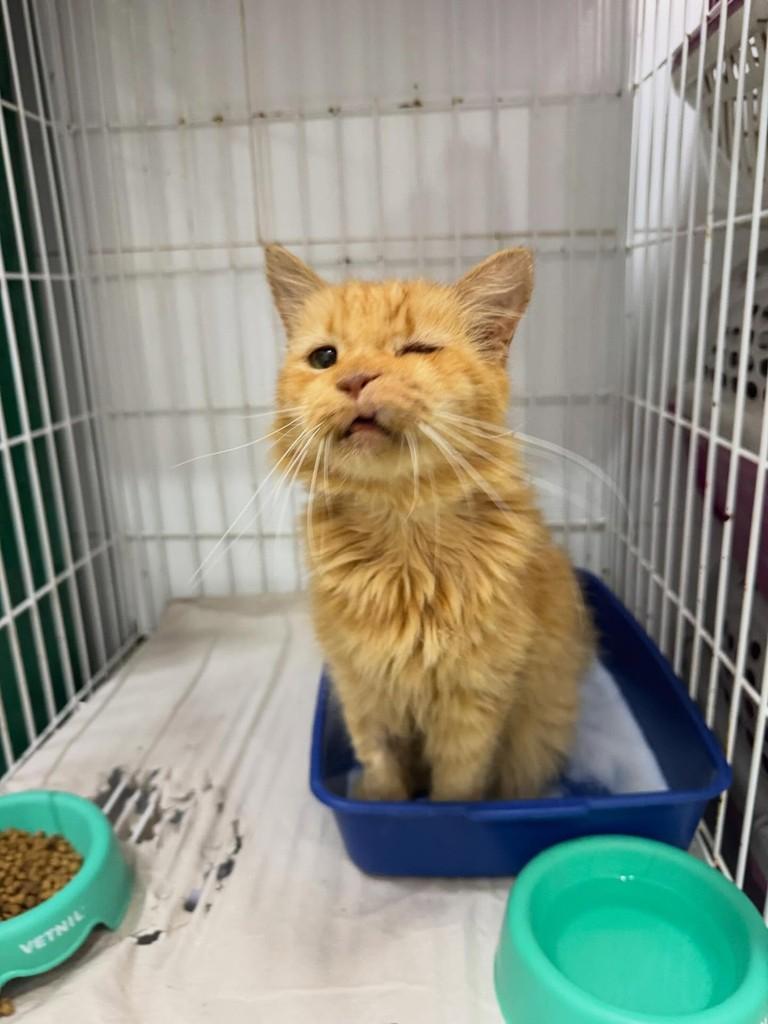 Cheddar, gato de porte pequeno para adoção em Ribeirão Preto - SP