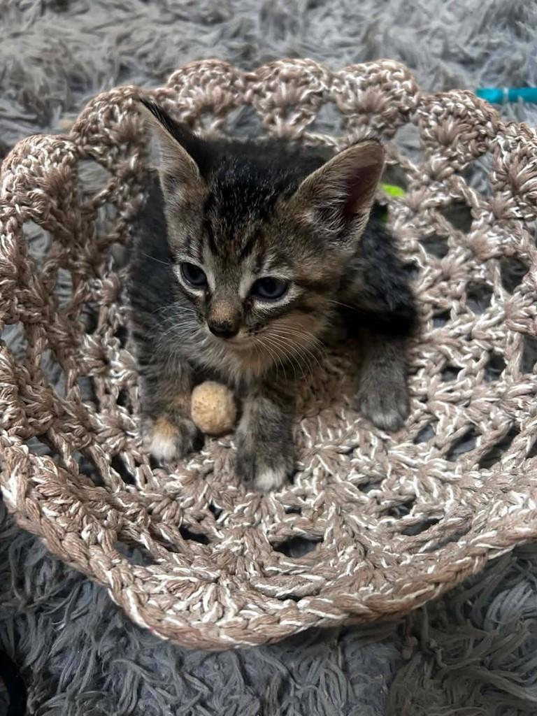 Tigradinha Cinza, gato de porte pequeno para adoção em Ribeirão Preto - SP