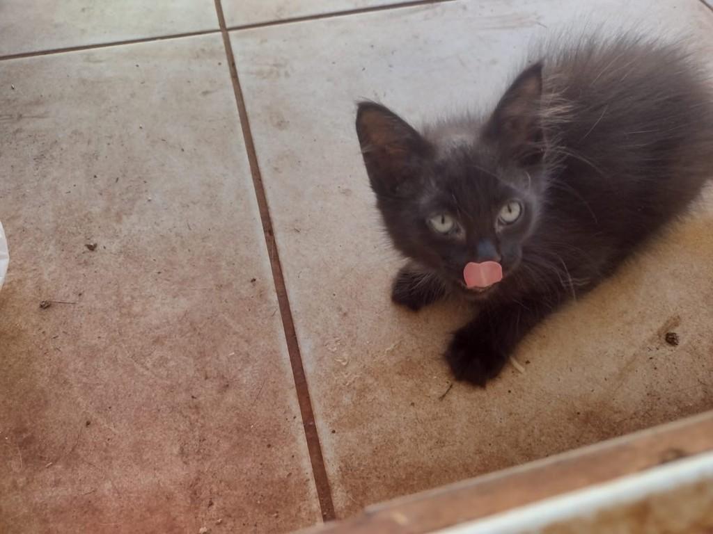 Princesa, gata de porte pequeno para adoção em Ribeirão Preto - SP