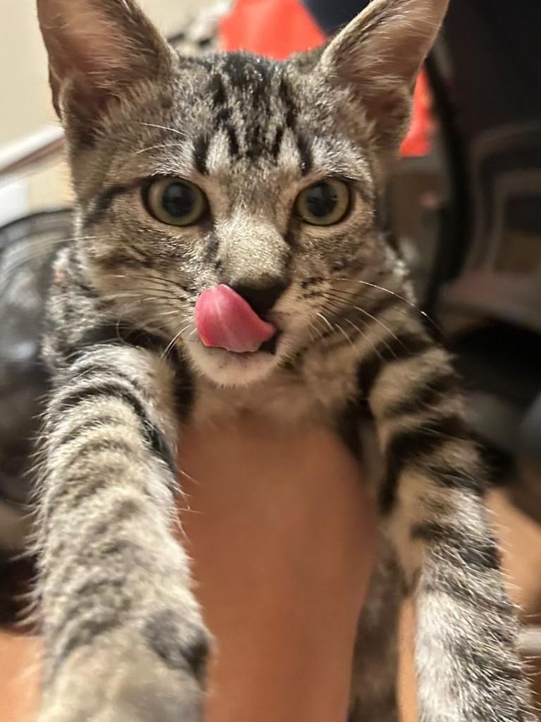 Tigrado, gato de porte pequeno para adoção em Ribeirão Preto - SP