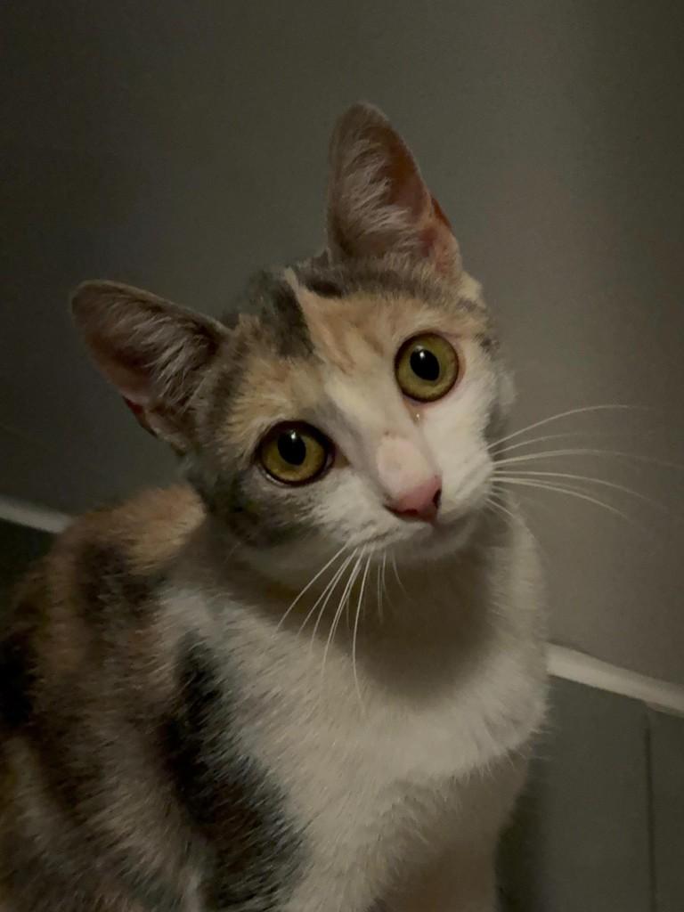 Rosé, gata para adoção em Ribeirão Preto - SP