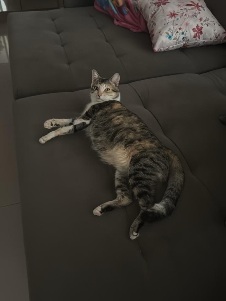 Dona Cocada, gata de porte médio para adoção em Ribeirão Preto - SP