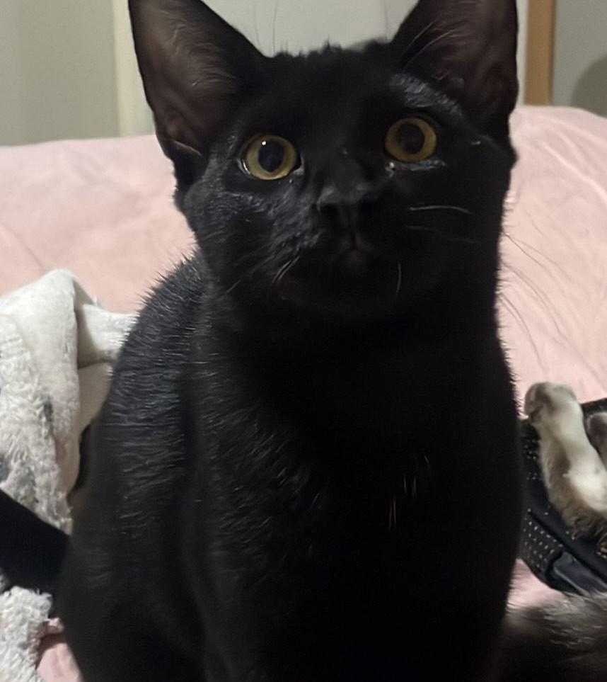 Preto, gato para adoção em Ribeirão Preto - SP