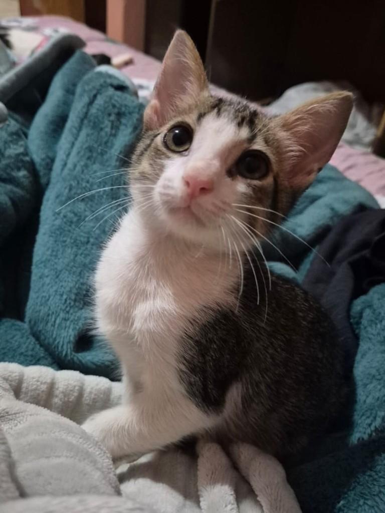 Luke, gato de porte pequeno para adoção em Ribeirão Preto - SP