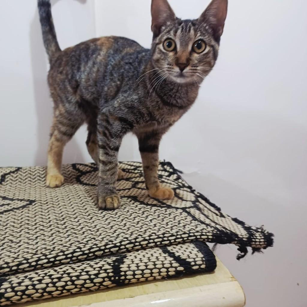 Rani, gata de porte pequeno para adoção em Ribeirão Preto - SP