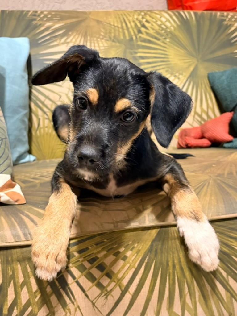 Michael Jackson, cachorro de porte pequeno para adoção em Ribeirão Preto - SP