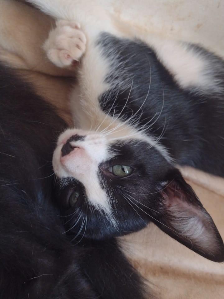 Tigradinho, gato de porte pequeno para adoção em Ribeirão Preto - SP