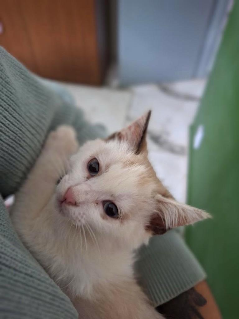 Adotada, gata de porte pequeno para adoção em Ribeirão Preto - SP