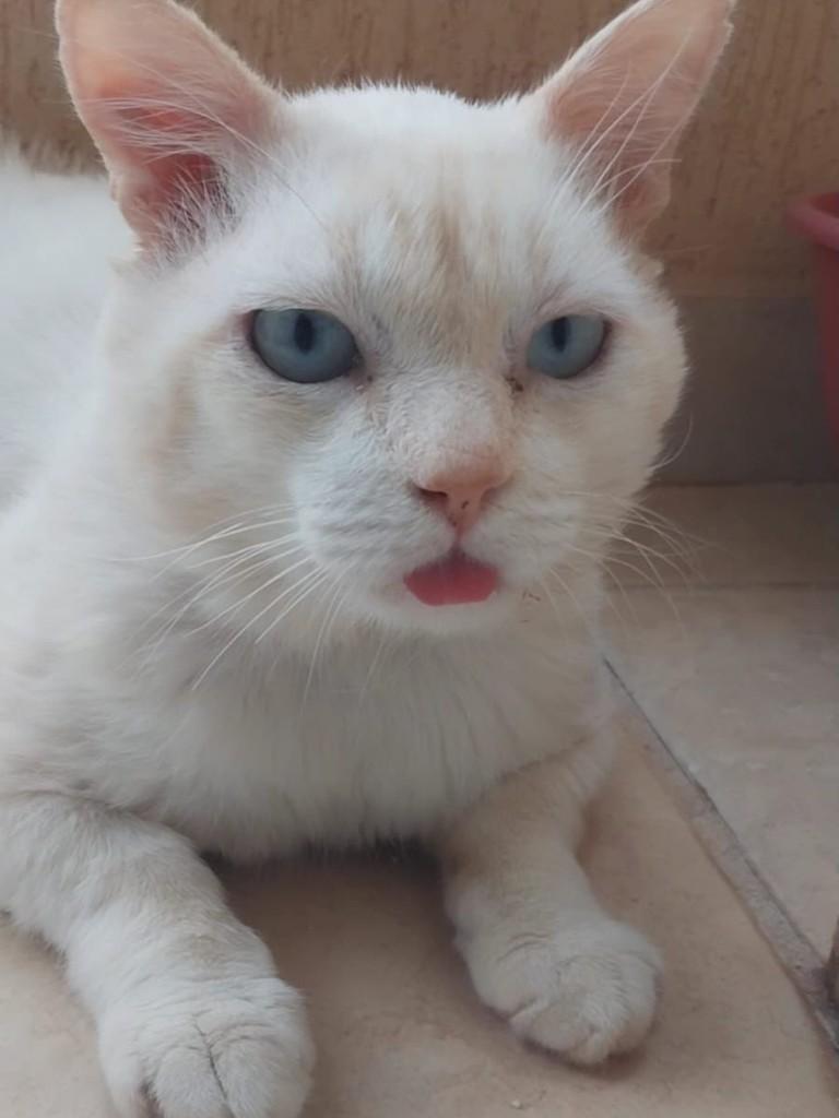 Gatão, gato para adoção em Ribeirão Preto - SP