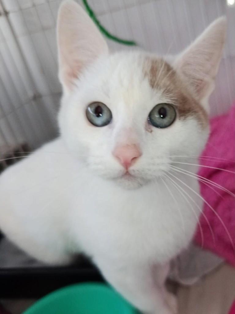 Pirata, gato de porte pequeno para adoção em Ribeirão Preto - SP