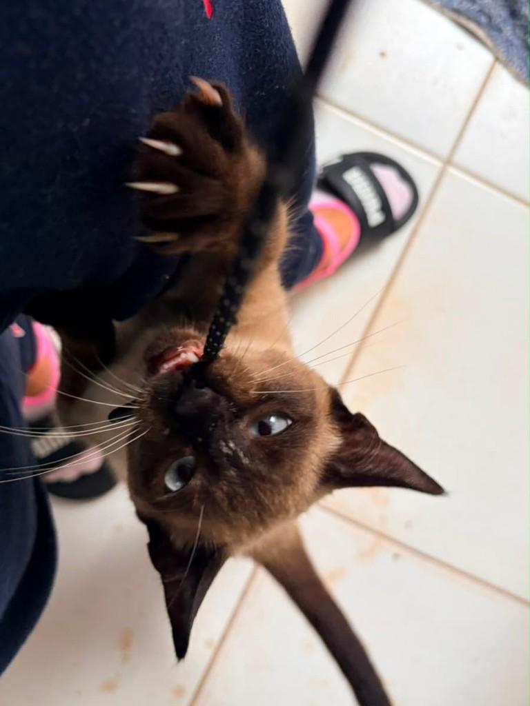 Siamês Vesguinho, gato de porte pequeno para adoção em Ribeirão Preto - SP
